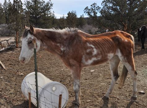 Three Charged with Crook Co. Animal Neglect
