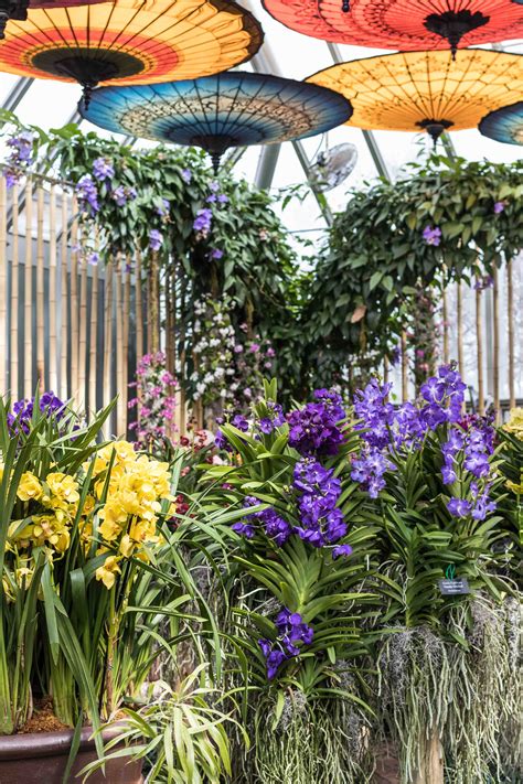 Botanical gardens parks places of interest. Asia in Bloom: The Orchid Show at the Chicago Botanic ...