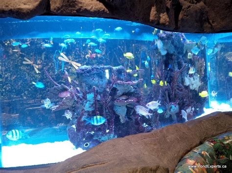 Rainforest Cafe Fish Curator Hydrosphere Water Gardens