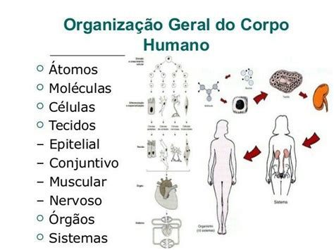 Níveis De Organização Do Corpo Humano Organização Do Corpo Humano