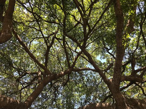500 Tree Canopy Pictures Hd Download Free Images On Unsplash
