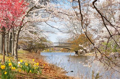 Cherry Blossoms In Michigan When They Bloom And Where To See Them A