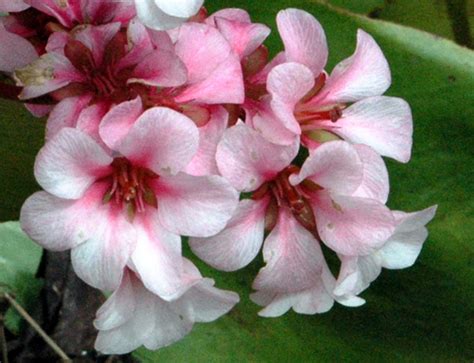 Like many bergenia, this option grows well in just about any soil type but thrives better. Beautiful Bold Bergenia — Enchanted Gardens