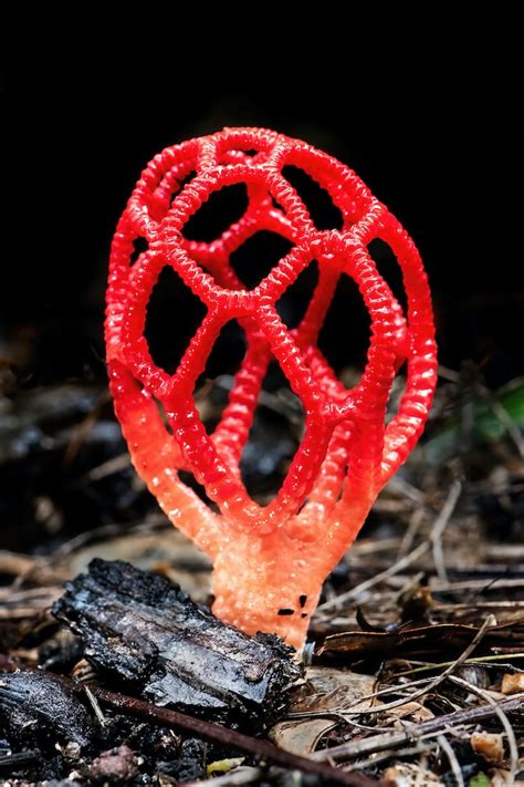 latticed stinkhorn an unusual but fragrant fungi that can attract flies nature world news