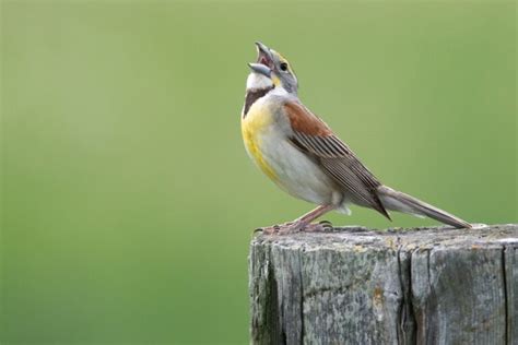 Get To Know This Years Featured World Migratory Bird Day Species