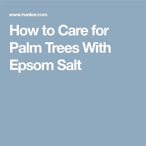How To Use Epsom Salt On Sago Palms To Prevent Yellowing Of The Leaves