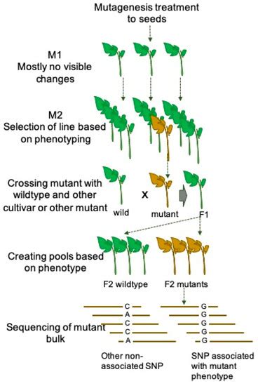 Plants Free Full Text Mutation Breeding In Tomato Advances