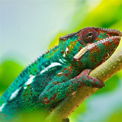 Colorful Chameleon 4k Uhd Hd Wallpapers Hd Backgroundstumblr