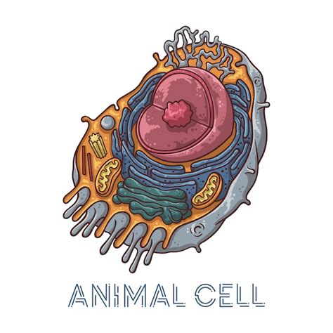 Ilustrações De Desenho De Vetor Estrutura Esquemática Da Célula Animal