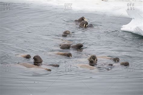 Group Of Walruses Swimming In The Arctic Ocean Franz Josef Land