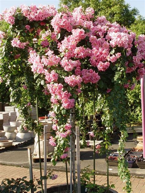 Pinkie Climbing Roses Victoria