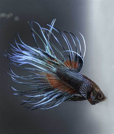 Betta Fish Breeding Some Things You Need To Know Jose 947