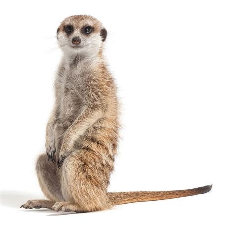 When Meerkats Choose Who Has Sex Heft Helps