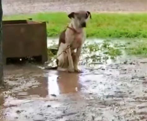 Chained Dog Thats Slighted By Owner And Couldnt Lie Down Only Wants 1