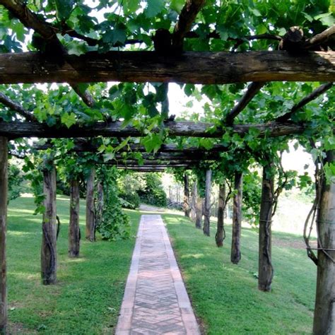 If you will plant two. like how open this one is. important to consider what it will look like in winter. | Grape arbor ...