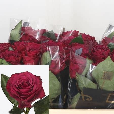 ROSE VENTUROSO 50cm Wholesale Dutch Flowers Florist Supplies UK