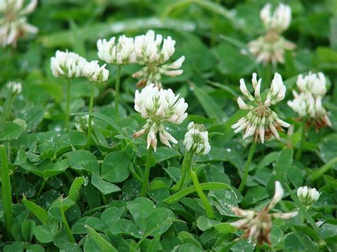 White Clovers Toxic Tricks Traced To Its Hybridization
