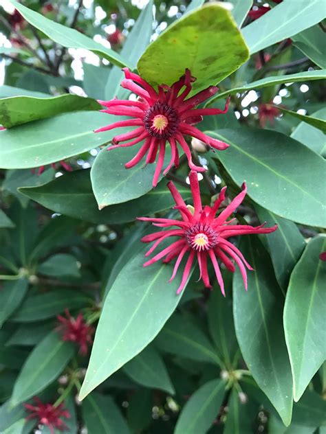 Florida Natives Florida Red Anise Gardening In The
