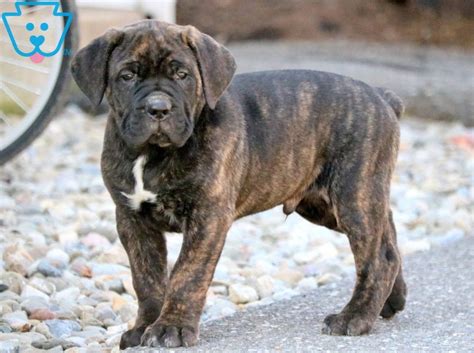 2 weeks ago on puppyfind Big Boy | Cane Corso Puppy For Sale | Keystone Puppies