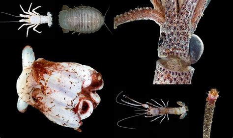 7 Bizarre Deep Sea Creatures Discovered In Indonesian