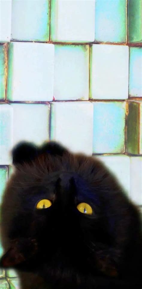 Black Cat Cubes Wallpaper By 1artfulangel Download On Zedge Df15