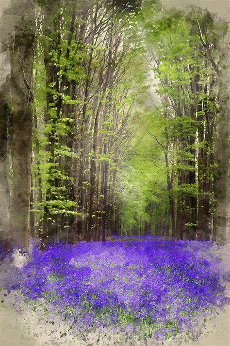 Watercolour Painting Of Vibrant Bluebell Carpet Spring Forest La
