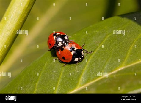 Bugs In Love Stock Photo Alamy