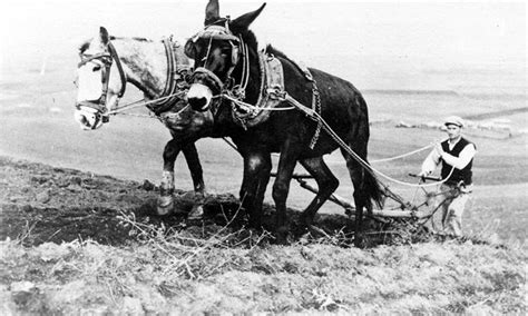 We work to keep trails open, restore native habitat, mitigate user impacts, and engage youth and adults in wilderness experiences that change lives and instill a lasting land ethic. A Missouri mule plows with a horse in Greece as part of ...