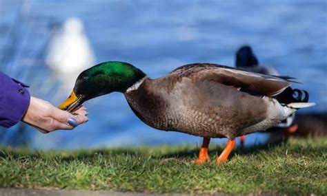 15 Interesting And Fun Mallard Duck Facts You Never Knew Optics Mag