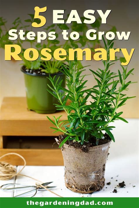How To Grow Rosemary From Seed In 5 Easy Steps The Gardening Dad