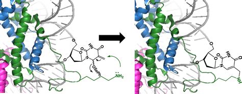 Histone Structure