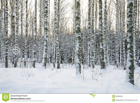 Birch Tree Forest In Winter Royalty Free Stock Photos