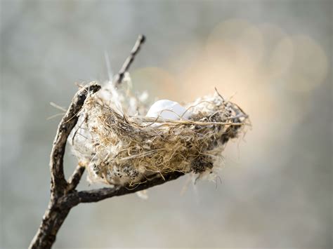How To Identify A Bird Nest