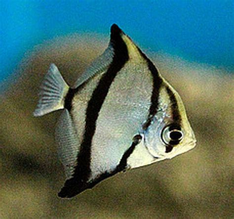 Mono Sebae Monodactylus Sebae Tropical Fish Keeping