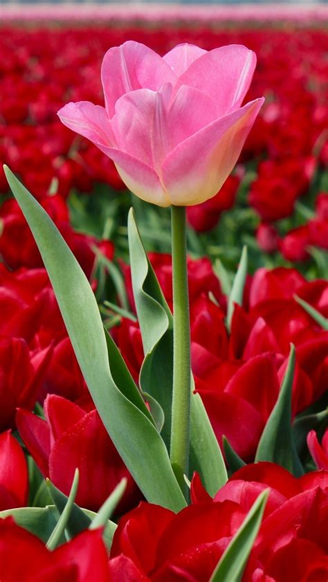 Wallpaper Netherlands Red Tulips Field One Pink Flower 3840x2160 Uhd