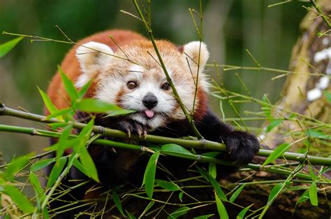 Why Are Red Pandas Endangered Environment Buddy