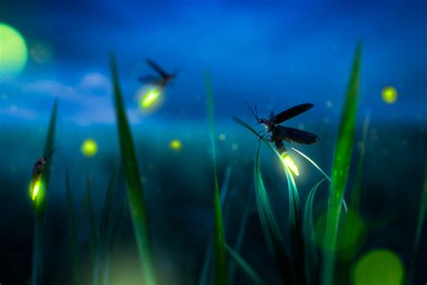 Fireflies Need Dark Nights For Their Summer Light Shows—heres How You