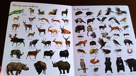 Here We Are Book Of Animals Oliver Jefferss Here We Are Is A