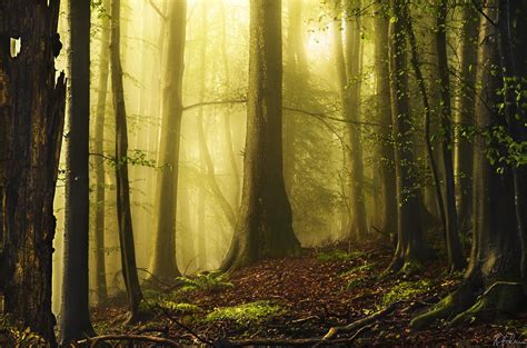 Sihlwald Enchanted Forest Fotografie