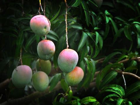 7/29/20 we are down to the late season mangoes, keitt mangoes. Some of the best mangoes can be found on Merritt Island