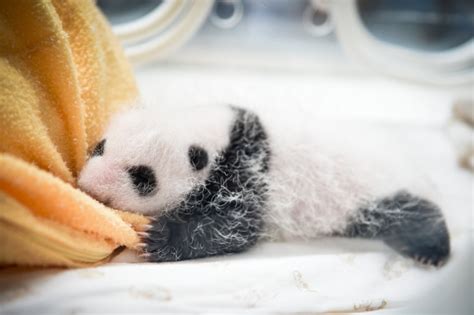 Baby Pandas In Baskets Provide Hope For Endangered Species