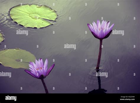 Purple Water Lily Stock Photo Alamy