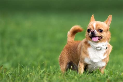Chihuahua Dog Names Popular Male And Female Names Wag