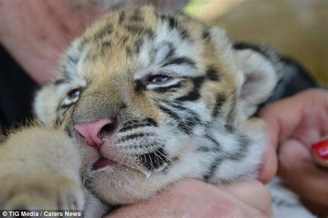 The Hilarious Moment A Newborn Rare White Tiger Cub Attempts Her First