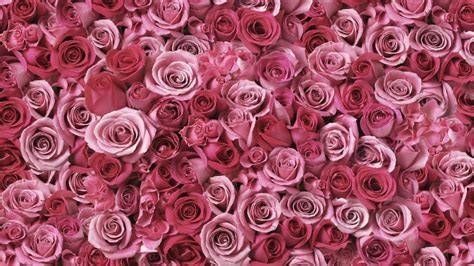 Light Pink Dark Roses Bouquet 4k Hd Rose Wallpapers Hd Wallpapers