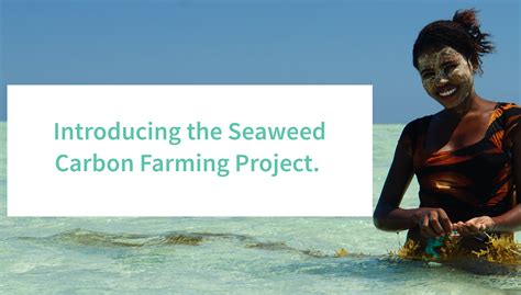 Oceans 2050 Launches The Seaweed Carbon Farming Project Oceanium
