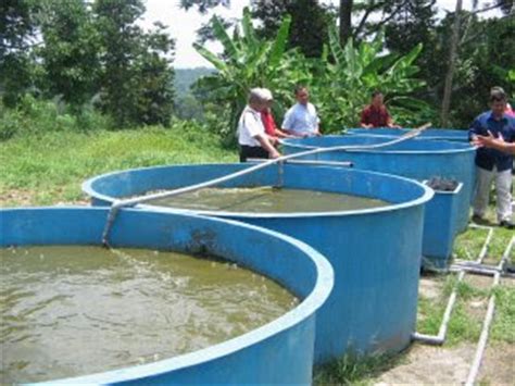 Yesterday at 2:07 am ·. MILLENNIUM AGROTANI KORIDOR: Ternak Ikan Dalam Sangkar ...