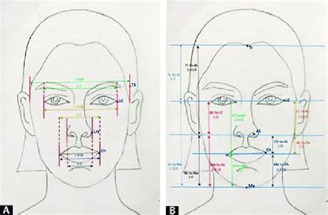 Golden Proportions Of Face A Transverse Proportions And B Vertical