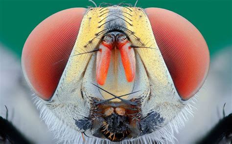 Spectacular Macro Images Reveal Minute Details Of Insects Faces