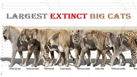 Top 10 Most Dangerous Prehistoric Big Cats Top 10 Extinct Big Cat